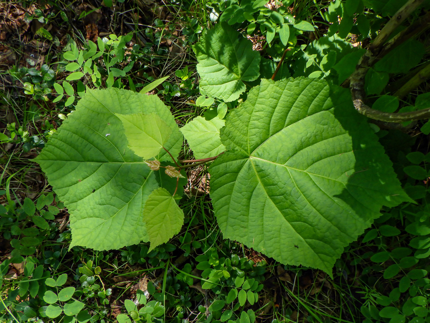 Изображение особи Acer tegmentosum.