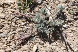Astragalus dolichocarpus. Плодоносящее растение. Киргизия, Баткенская обл., Лейлекский р-н, Туркестанский хр., горы Гальчабаши, выс. ≈ 1600 м н.у.м., щебнистый чехол накрывающий пестроцветы. 4 мая 2025 г.