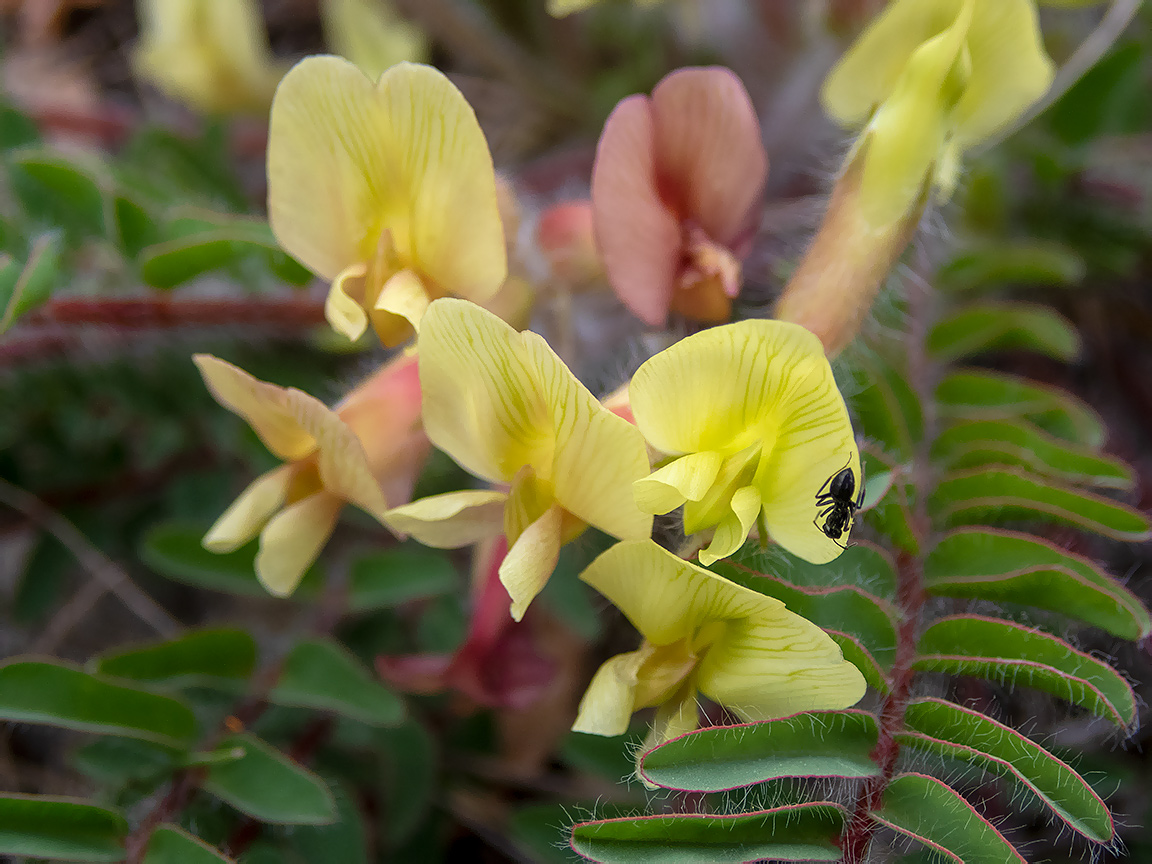 Image of Astragalus utriger specimen.