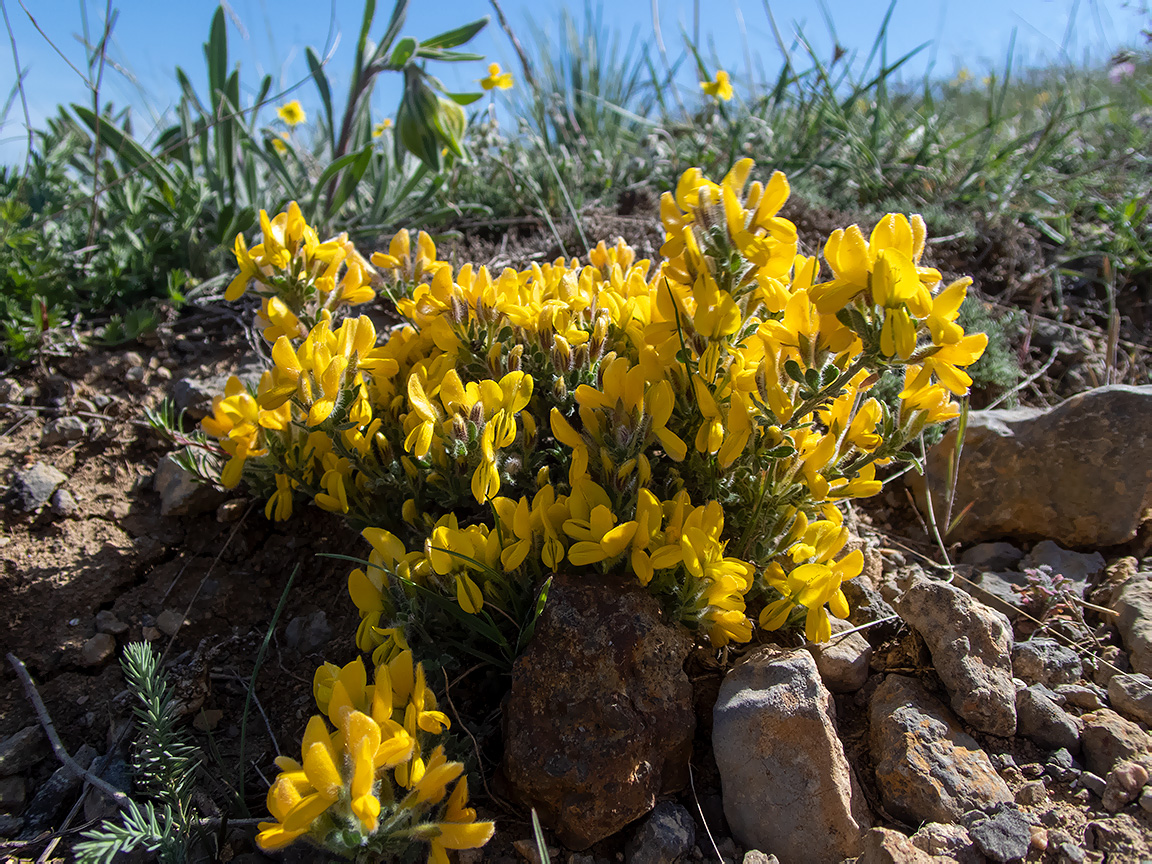 Изображение особи Genista scythica.