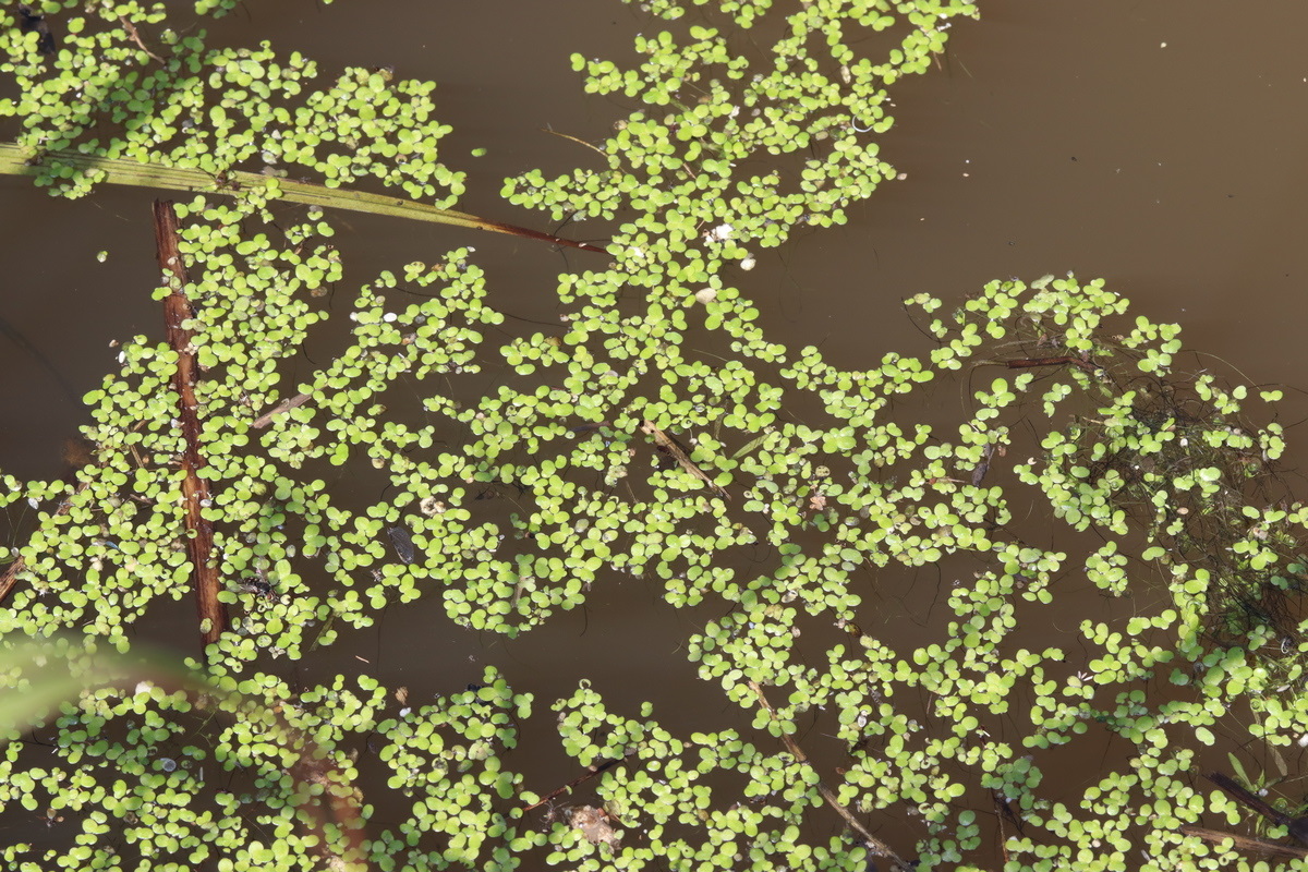Изображение особи Lemna minor.