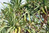 Pandanus tectorius. Часть кроны с плодами. Вьетнам, пров. Кханьхоа, южные окр. г. Нячанг, пляж Бай Дай (Бай Зай), прибрежная дюна. 20.02.2026.
