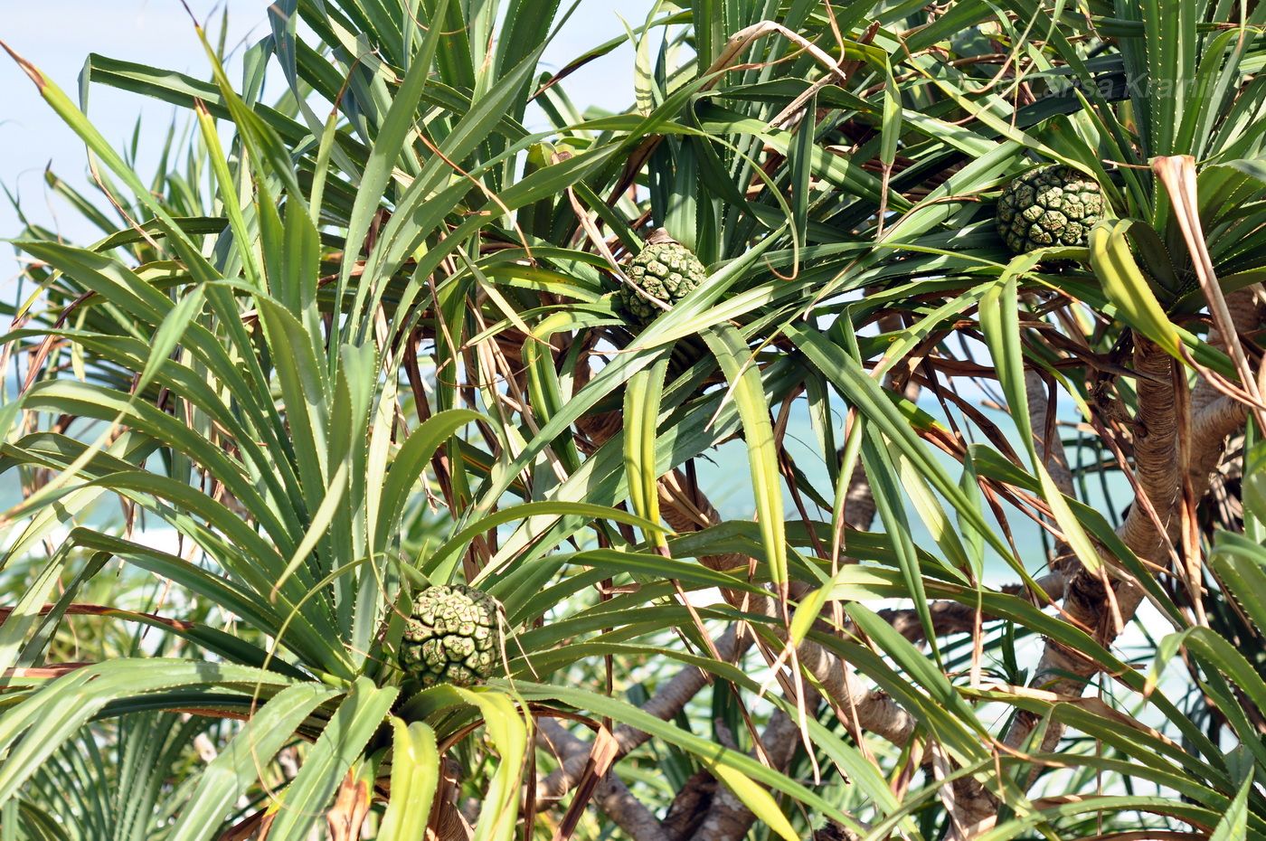 Image of Pandanus tectorius specimen.