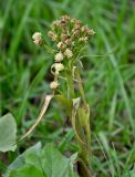 Petasites spurius. Верхушка побега с соцветиями. Липецкая обл., Задонский р-н, запов. \"Галичья гора\", берег р. Дон, песчаный пляж, у воды. 10.05.2026.