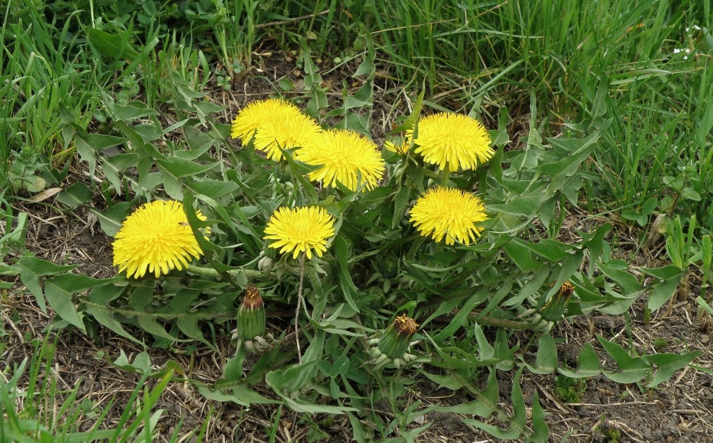 Изображение особи род Taraxacum.