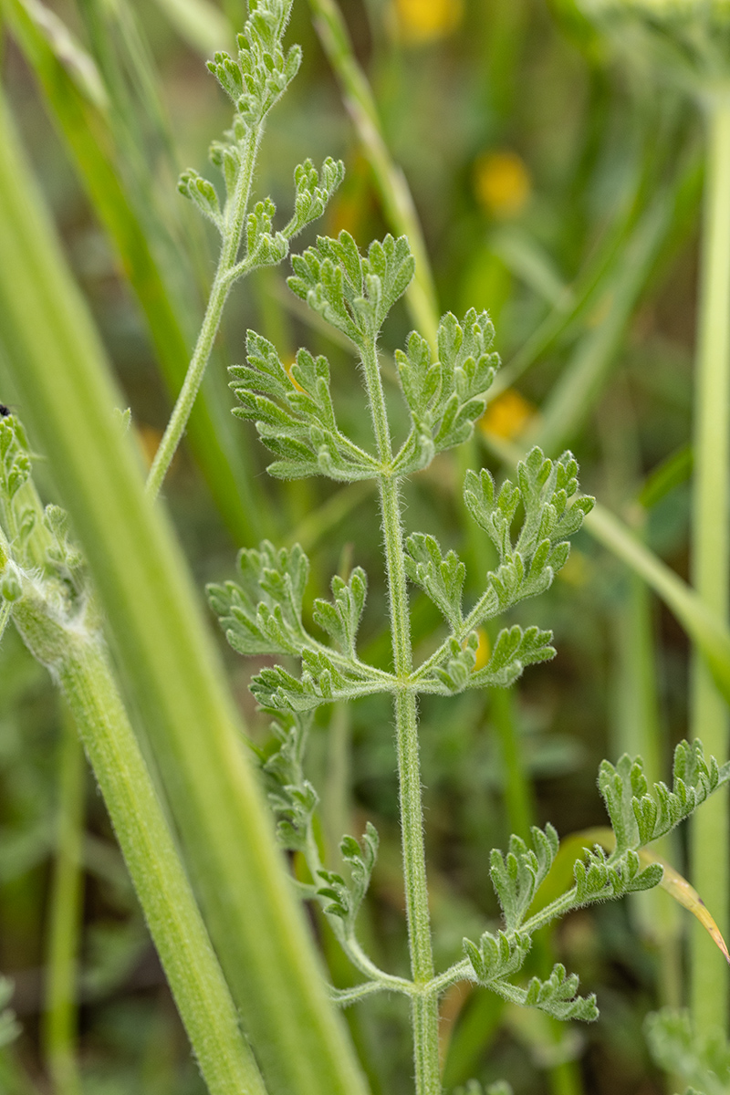 Image of Zosima absinthifolia specimen.