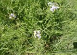 Solanum sisymbriifolium. Верхушки цветущих растений. ЮАР, пров. Гаутенг, пригород Киблер Парк (Kibler Park), природный запов. \"Клиприверсберг\" (Klipriviersberg Nature Reserve), саванна, экотропа. 20.01.2025.