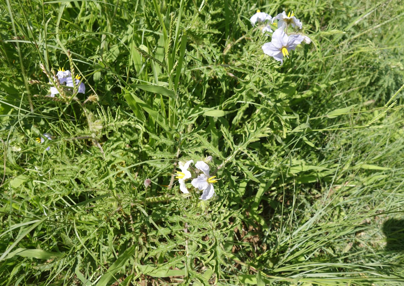 Image of Solanum sisymbriifolium specimen.