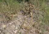 Dianthus armeria