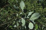 Salix phylicifolia. Ветвь с гнездом пенницы (видна абаксиальная поверхность листьев). С.-Петербург, Петергоф, Луговой парк, Бабигонская возвышенность, северное подножие, сырой вторичный лес, у тропы. 07.06.2026.