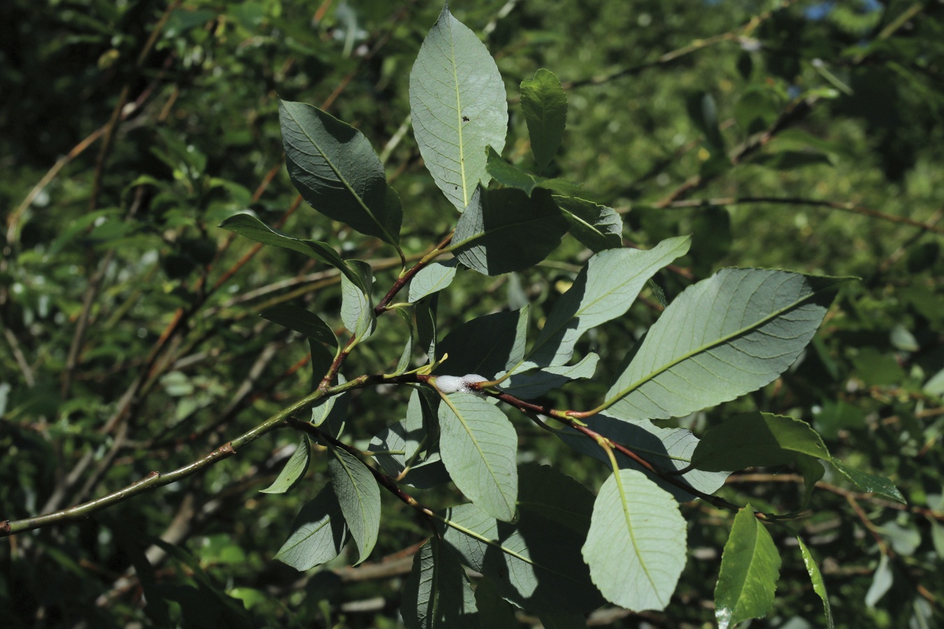 Image of Salix phylicifolia specimen.