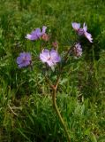 Geranium tuberosum. Верхушка цветущего растения. Ростовская обл., Азовский р-н, с. Кугей, степной склон балки. 24.04.2026.