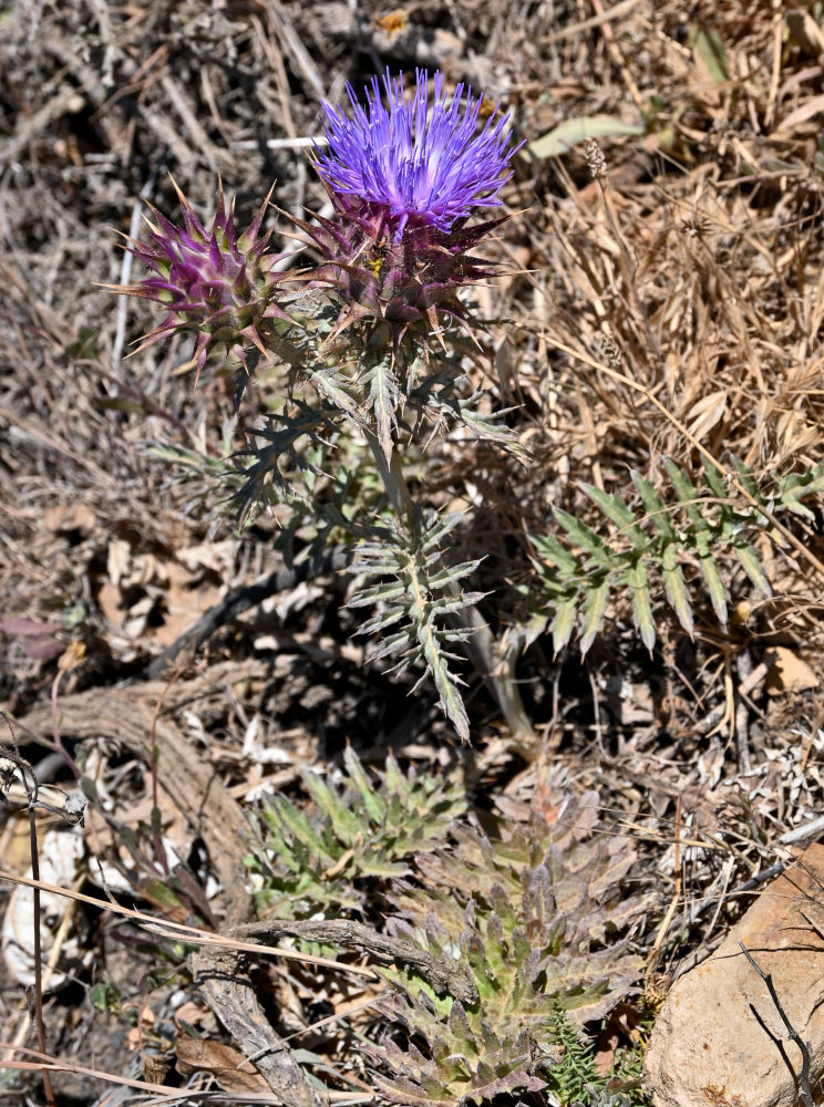Image of Cynara humilis specimen.