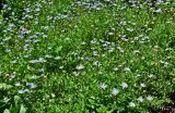 Felicia amelloides