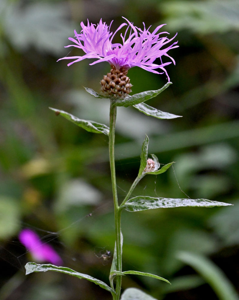 Image of Centaurea jacea specimen.