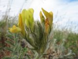 genus Astragalus