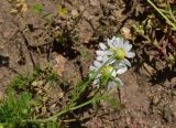 семейство Asteraceae. Верхушка цветущего растения. Турция, ил Артвин, дер. Баглик, открытый участок террасы, горная степь. 12 июня 2026 г.