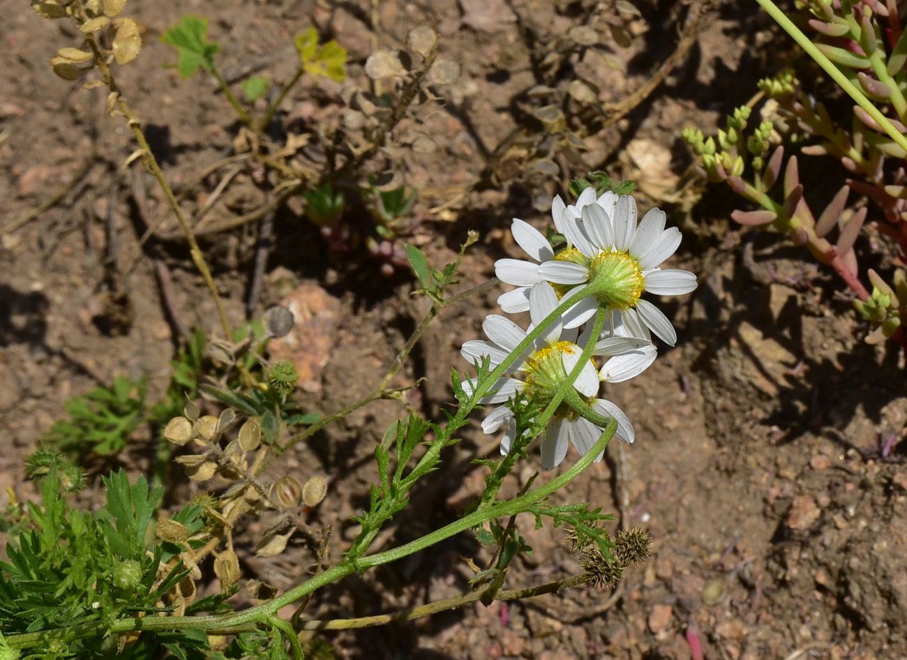 Image of familia Asteraceae specimen.