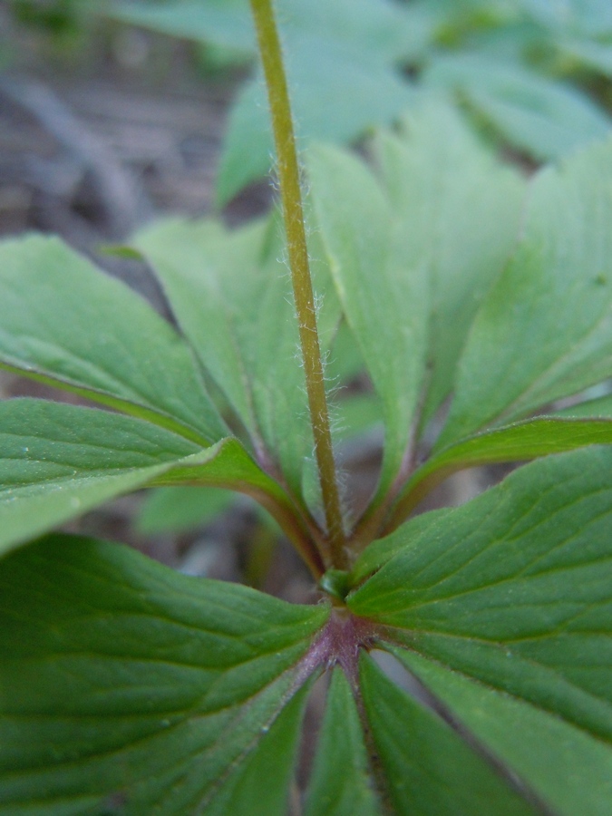 Изображение особи Anemone ranunculoides.