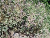 семейство Lamiaceae