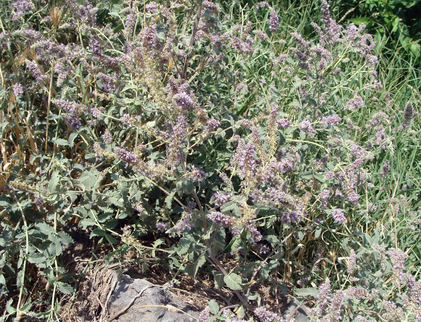 Изображение особи семейство Lamiaceae.