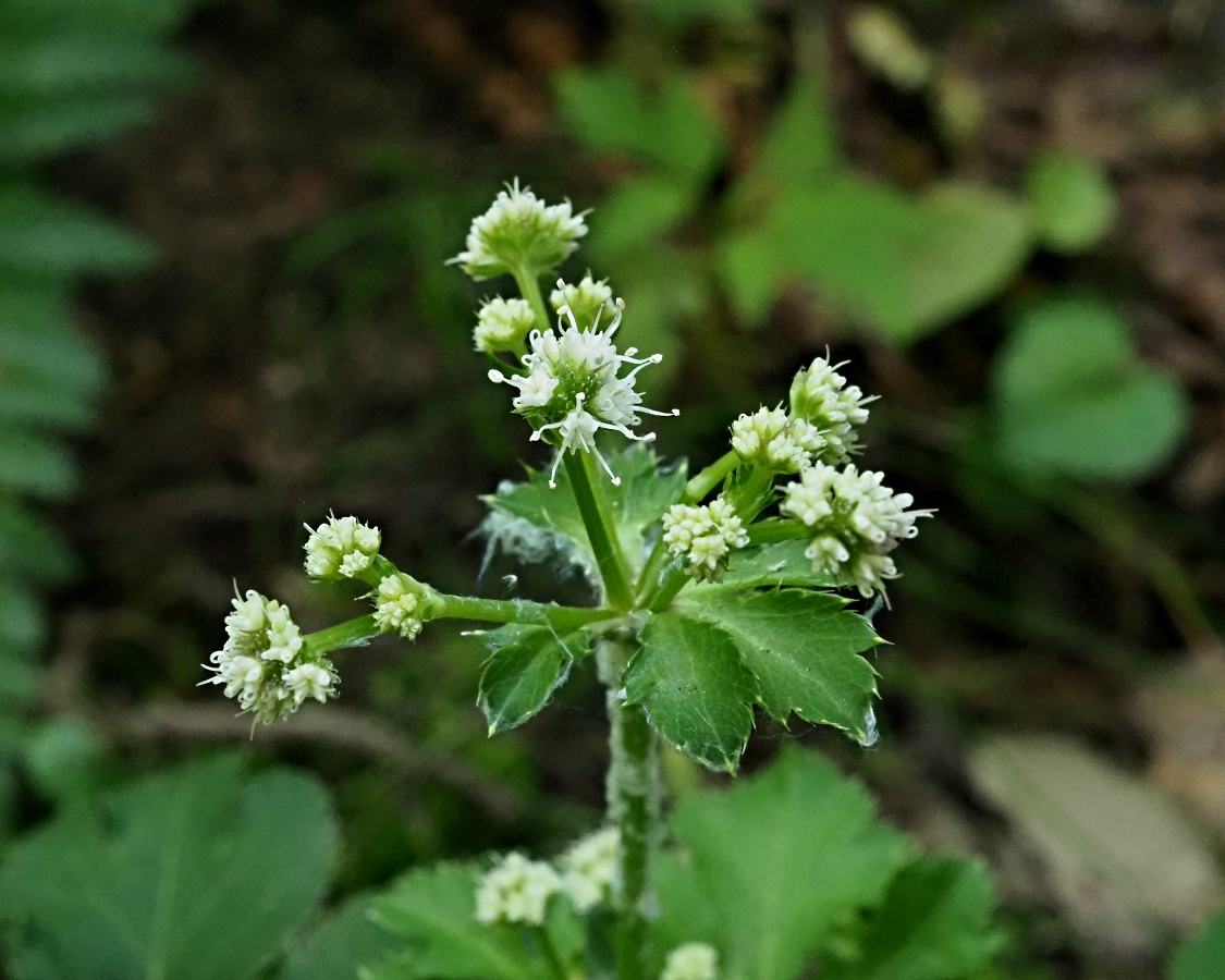 Image of Sanicula europaea specimen.