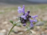 Nepeta pamirensis