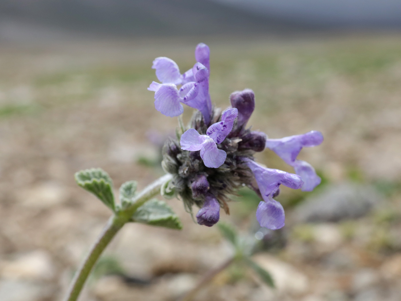 Image of Nepeta pamirensis specimen.
