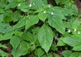 Impatiens parviflora. Верхушки цветущих и плодоносящих растений. Узбекистан, Ташкентская обл., отроги Чаткальского хр., окр. кишлака Учтерак, зона отдыха \"Дустлик\". 22.06.2026.