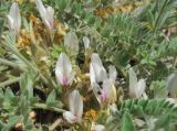 Astragalus testiculatus. Центральная часть растения. Татарстан, Бавлинский р-н. 15.05.2011.