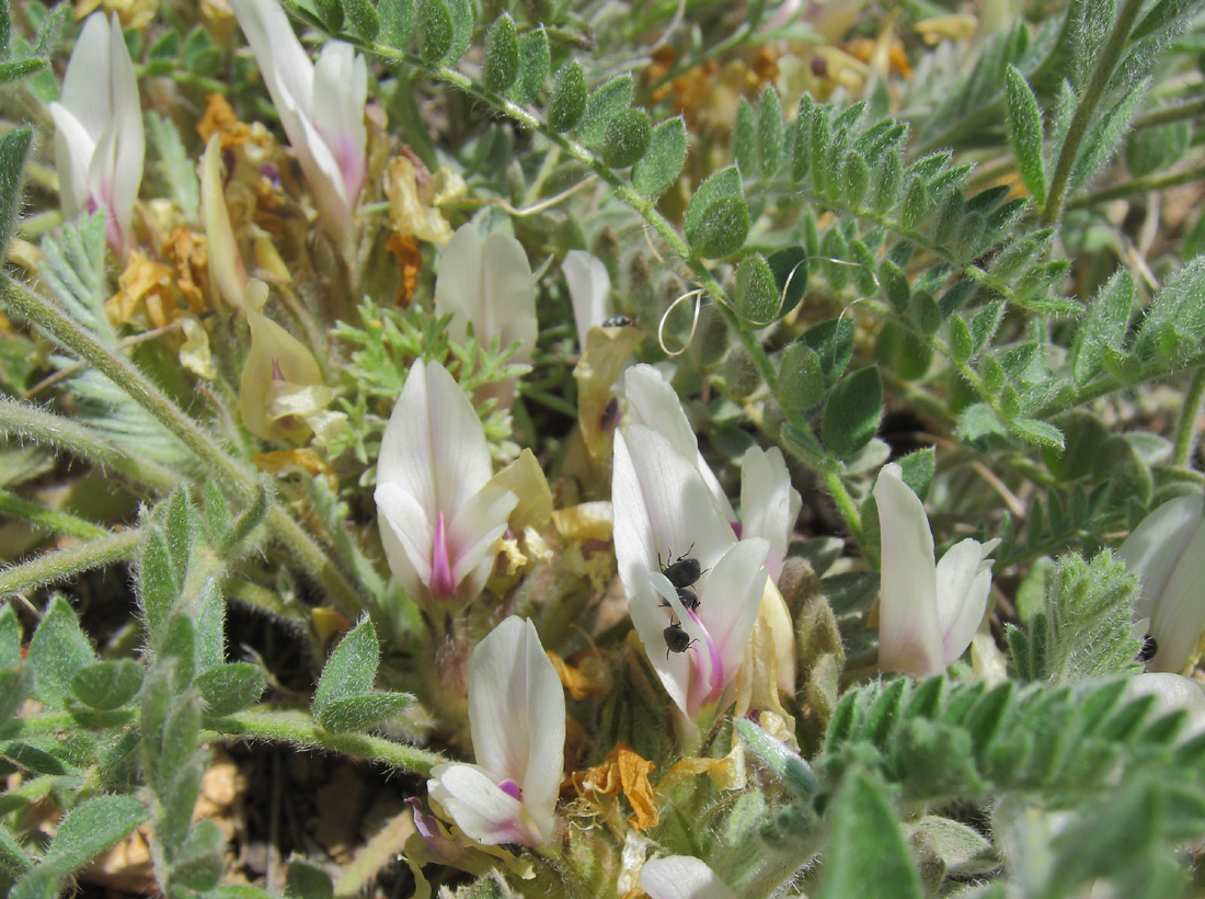 Image of Astragalus testiculatus specimen.