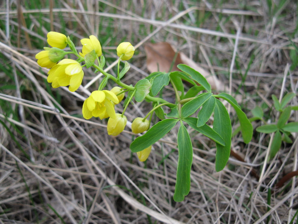 Изображение особи Gymnospermium odessanum.