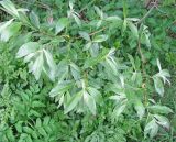 Salix × smithiana