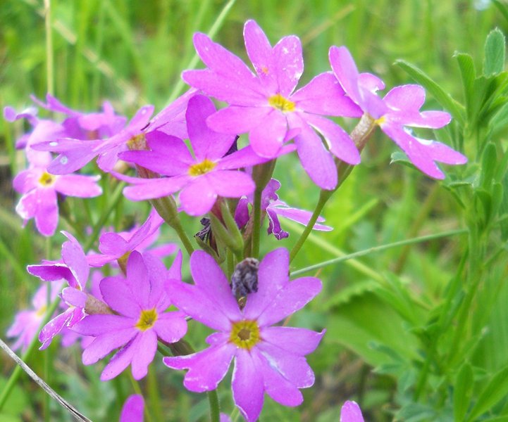 Image of Primula cortusoides specimen.