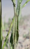 Camelina sylvestris