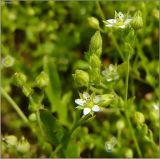 Arenaria serpyllifolia. Верхушка цветущего растения. Чувашия, окр. г. Шумерля, старая узкоколейка. 16 июня 2011 г.