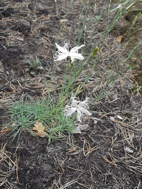 Изображение особи Dianthus borussicus.