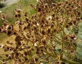 Rheum turkestanicum