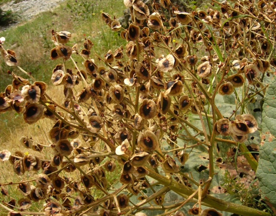 Image of Rheum turkestanicum specimen.