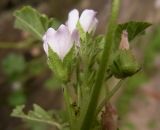 Malva neglecta