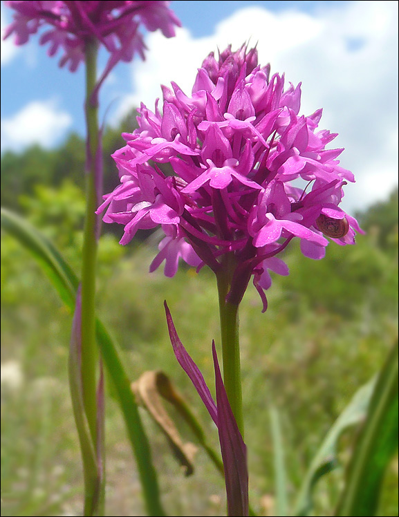 Изображение особи Anacamptis pyramidalis.