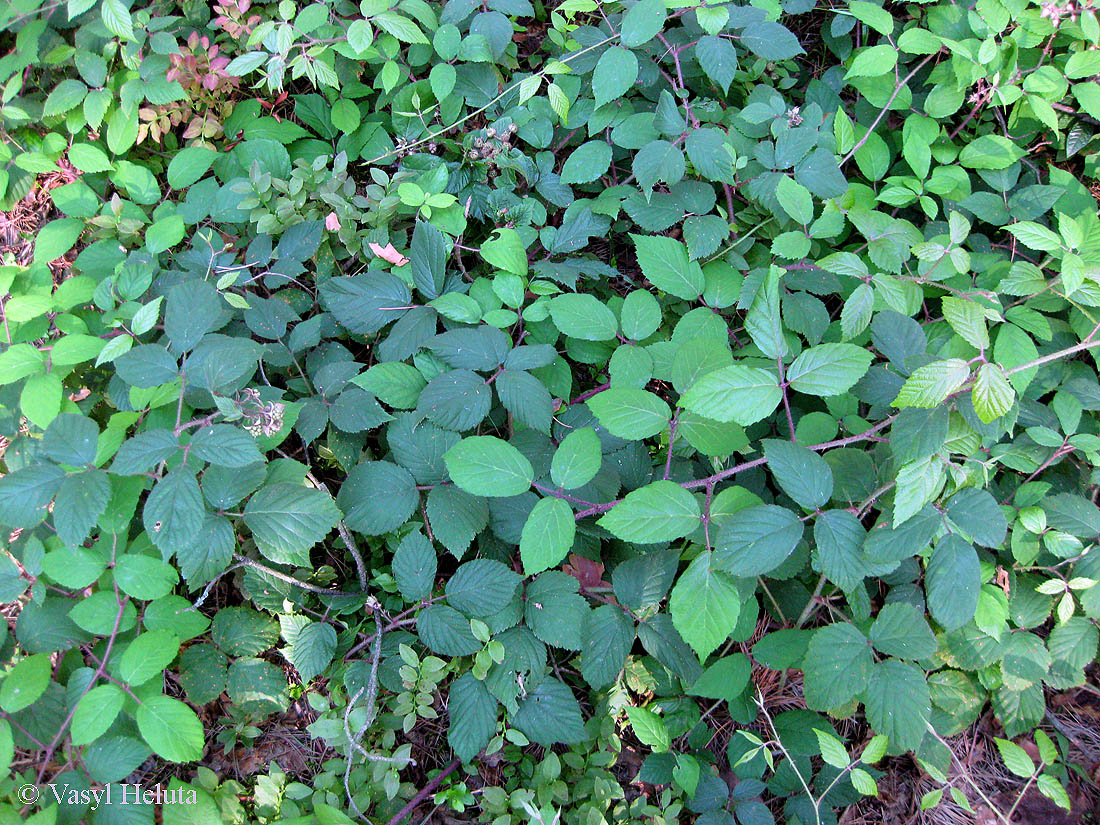 Изображение особи Rubus hirtus.