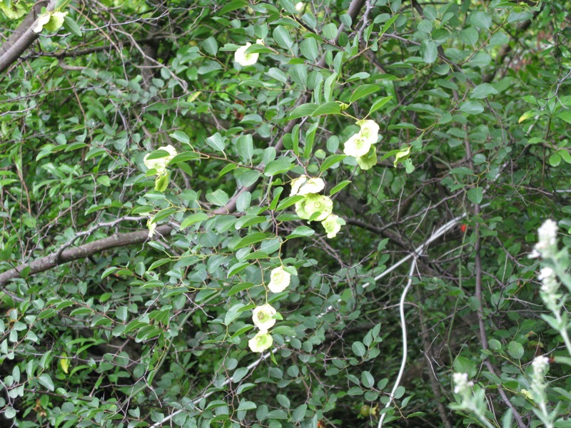 Image of Paliurus spina-christi specimen.