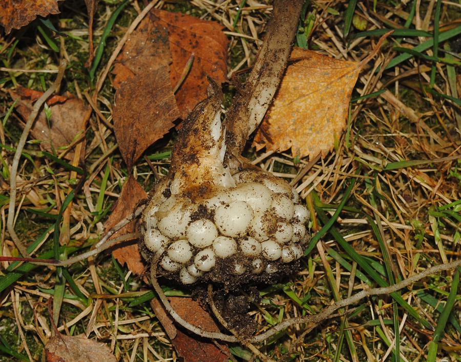Image of Fritillaria camschatcensis specimen.