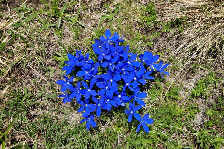 Изображение особи Gentiana pontica.