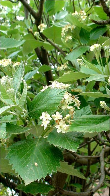 Image of Sorbus hajastana specimen.