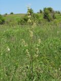 Silene chersonensis