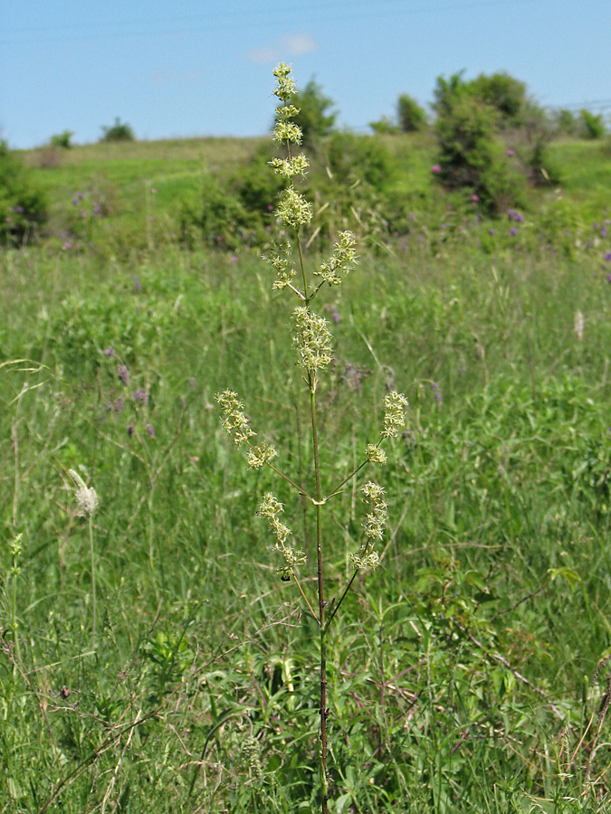 Image of Silene chersonensis specimen.