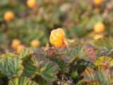 Rubus chamaemorus