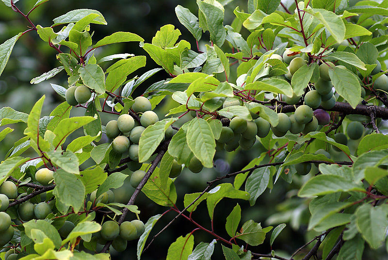 Изображение особи Prunus spinosa.